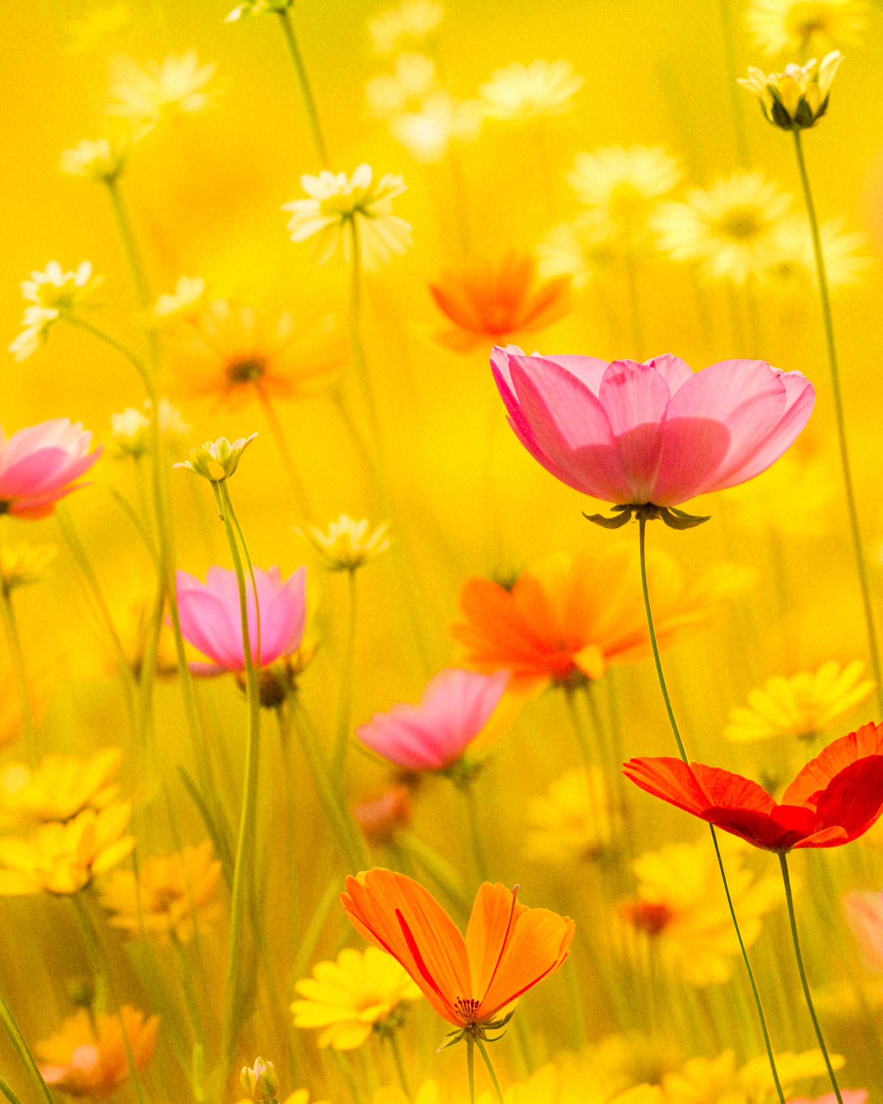 여름 포스터, 꽃