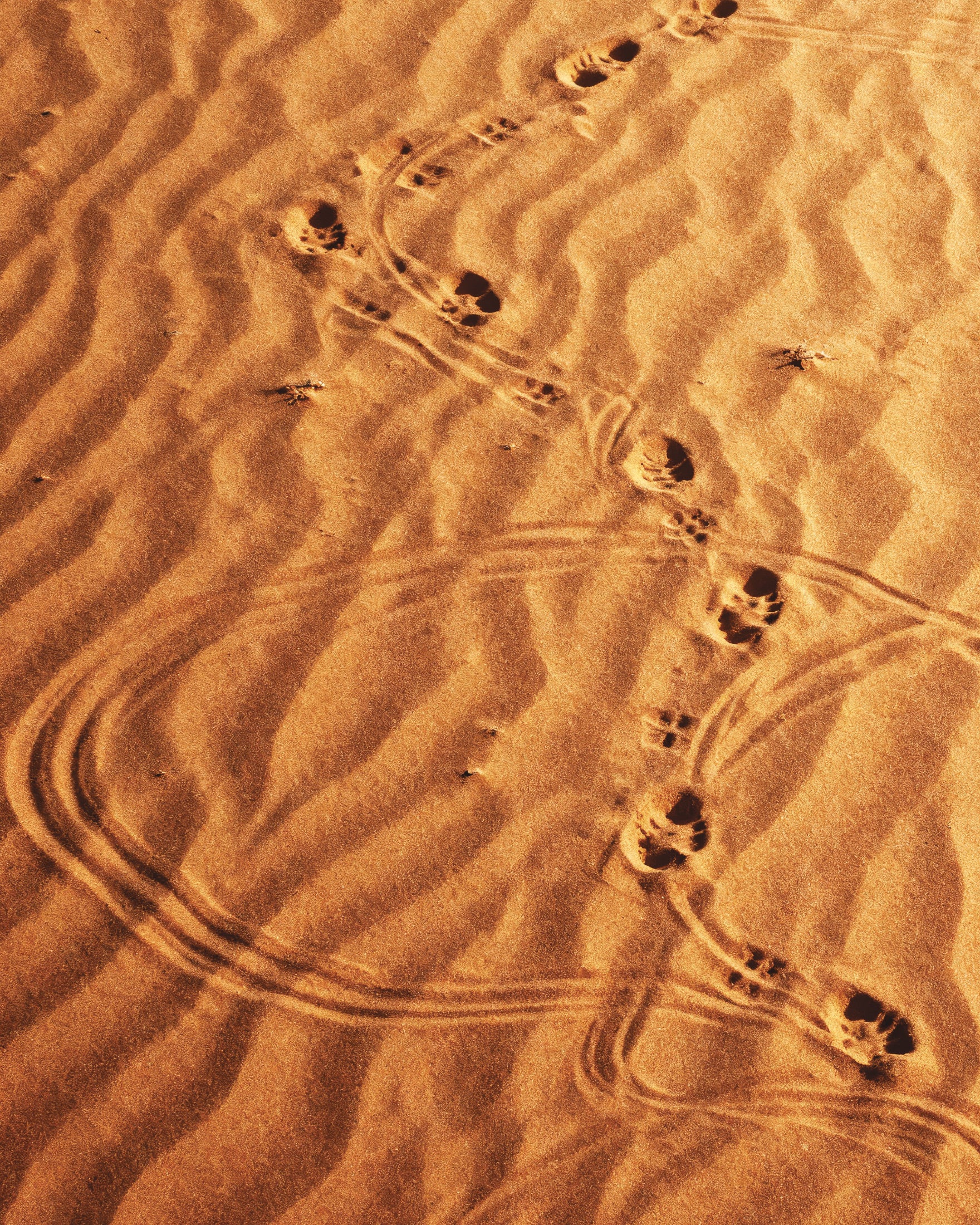 듄 샌드워크, 사막 발자국 포스터